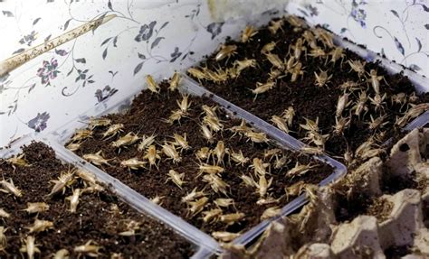 No, millions of cockroaches did not appear in Mecca during .